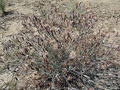 porophyllum gracile